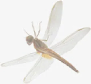 唯美模糊蜻蜓荷塘免抠