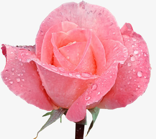 花卉免抠