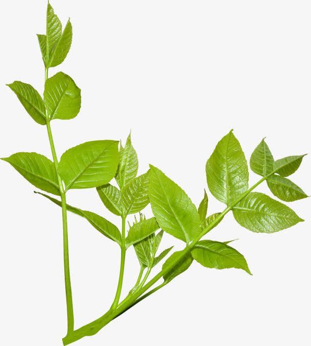 植物叶子免抠