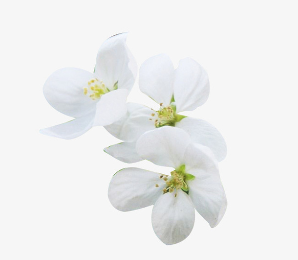 鲜花梨花花瓣图片素材免抠