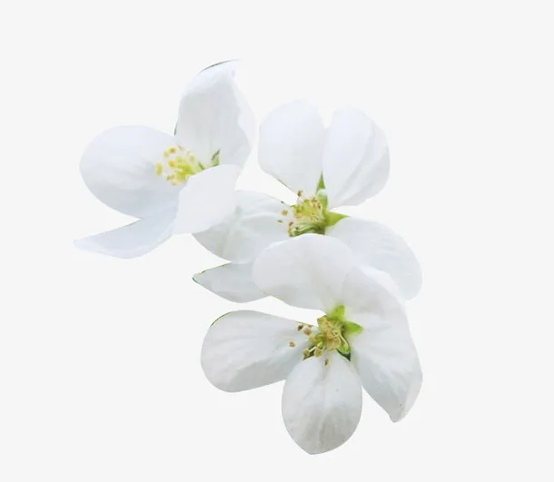 鲜花梨花花瓣图片素材免抠