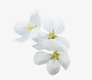 鲜花梨花花瓣图片素材免抠