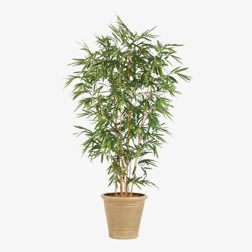 观叶植物盆栽斗形盆竹子免抠