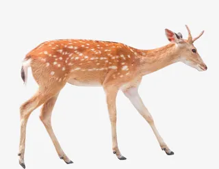 鹿梅花鹿小鹿免抠