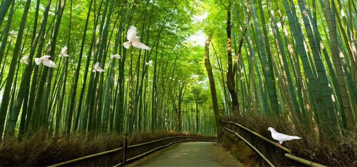 竹林小路背景高清