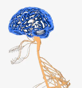 人体神经结构大脑神经脊神经免抠