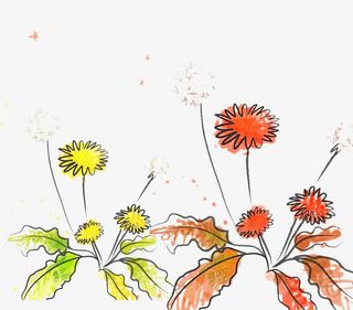 卡通野生雏菊图片素材免抠