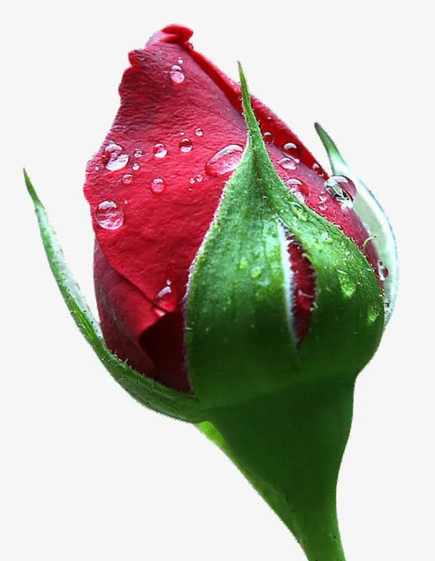 水珠花蕾免抠