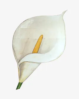 百合免抠