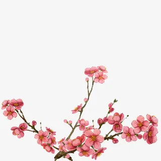 手绘中国风梅花免抠