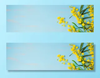 美丽的春天花朵植物高清