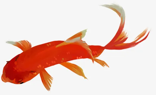 红金鱼免抠