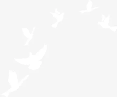 白色和平鸽免抠 白色和平鸽免抠