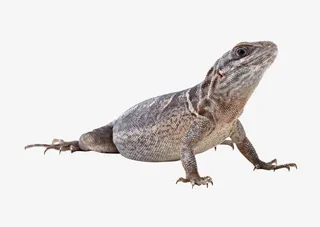 冷血蜥蜴动物高清免抠