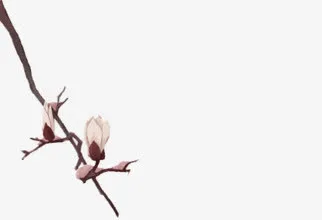 古典木兰花图片免抠