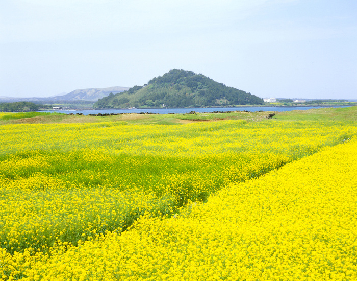 油菜花 山间 田野 清晨 阳光 花海高清