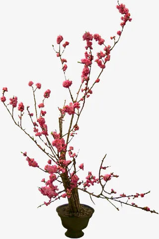 矢量花草素材花草图案素材免抠