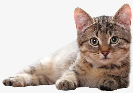 卡通可爱的小猫png免抠 卡通可爱的小猫png免抠