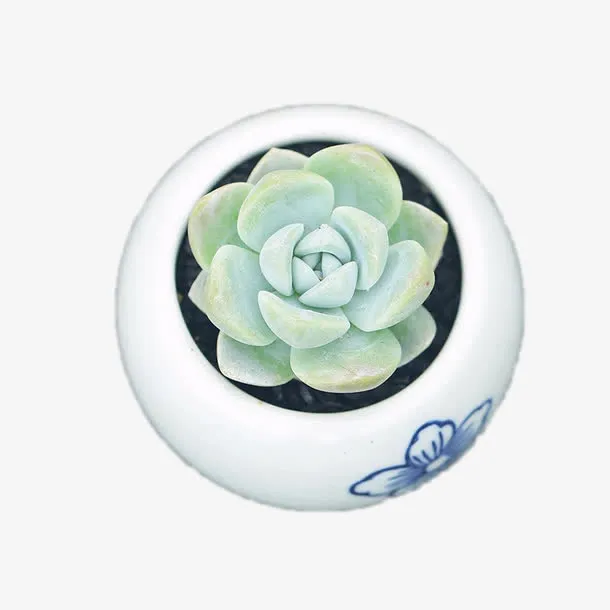 一颗多肉植物免抠