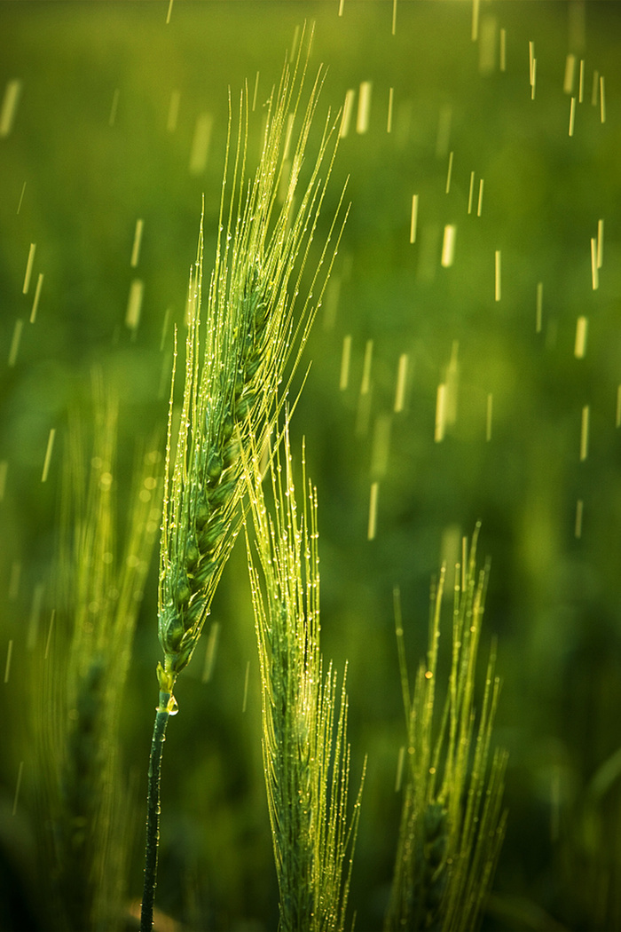 创意简约谷雨节气宣传海报高清