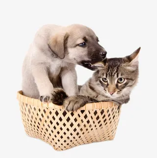 咬猫耳朵的狗免抠