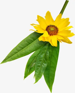 盛开向日葵绿叶图片免抠