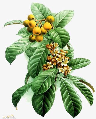 枇杷花手绘免抠