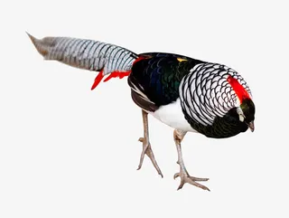 低着头的野鸡免抠