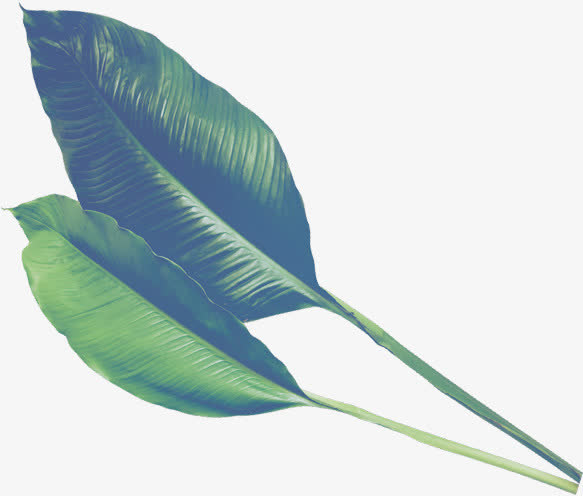 枇杷叶子素材png免抠