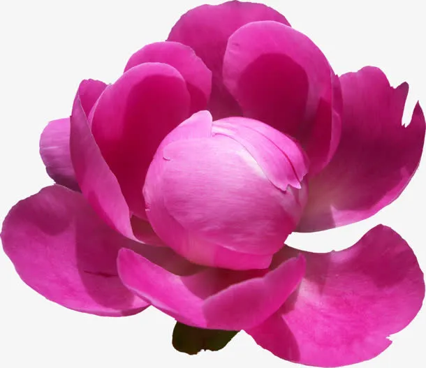 高清花瓣 透明背景花瓣 花瓣免扣png素