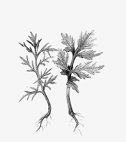 艾叶手绘黑白植物免抠