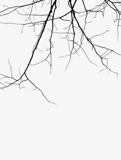 黑色的枯树枝免抠