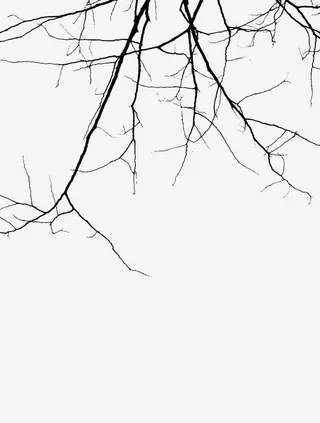 黑色的枯树枝免抠