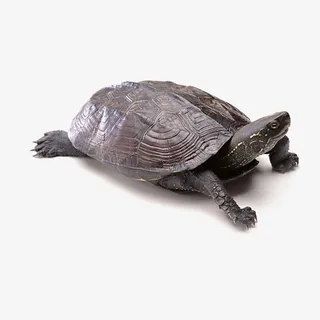 可爱小乌龟免抠