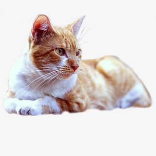 可爱的小猫免抠