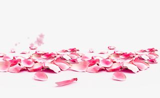 免抠粉色玫瑰花瓣装饰免抠手绘/卡通卡通元素