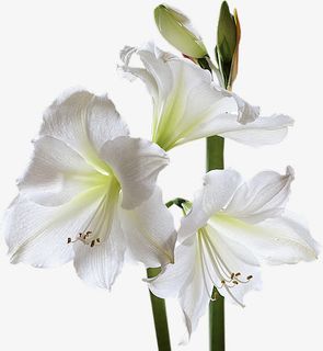 彩色线条素材动态线条素材  精免抠 彩色线条素材动态线条素材  精免抠