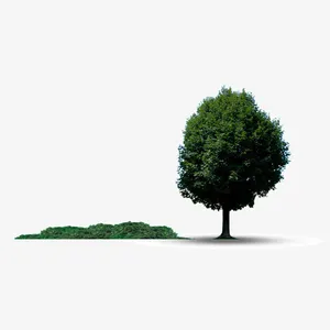 大树和一片苔藓免抠