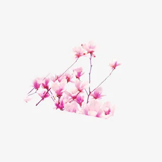 粉色同阿华免抠