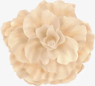 白色洁净盛开花朵免抠