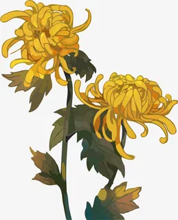 重阳节菊花卡通手绘免抠 重阳节菊花卡通手绘免抠