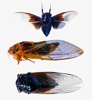 各种蝉类免抠