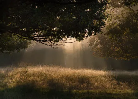 黄昏森林里日落光束免抠