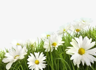 路边的菊花免抠