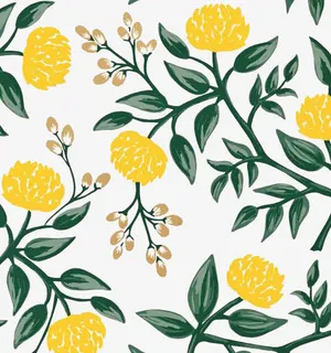 叶子免抠 叶子免抠