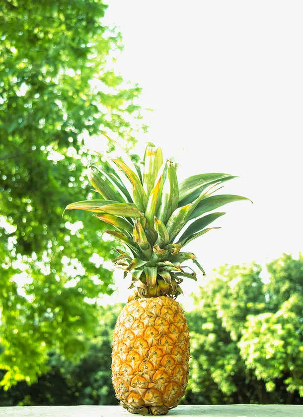 放在室外的菠萝免抠