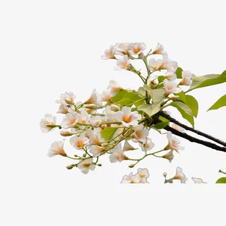 粉色梧桐树枝免抠