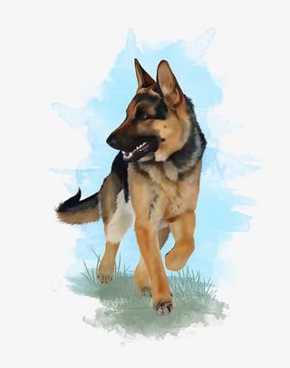 手绘牧羊犬免抠