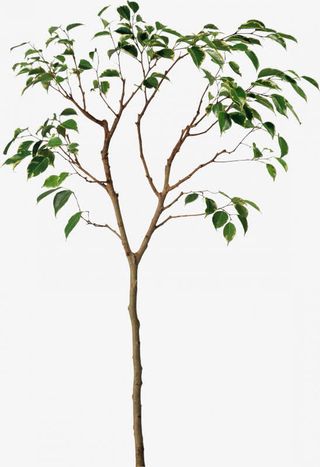 清新树枝树叶图免抠