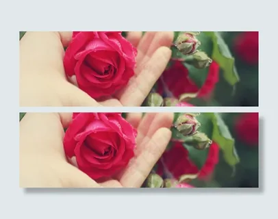 淘宝温馨淡雅玫瑰花广告背景图片